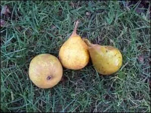 Quelle est cette poire d'hiver ?