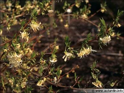 Et pour illuminer ce curieux jour d'hiver annoncé dimanche, 21 juin 2015 ^_^ je vous offre aussi des fleurs de couleur crème et au doux parfum !