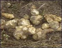 Qu'avez-vous planté en avril et que vous pourrez récolter entre novembre et mars afin de vous assurer de quoi manger ?