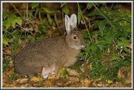 Quelle est la particularité du lièvre d'Amérique ?