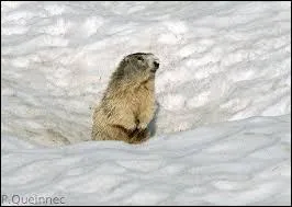 Parmi ces animaux, lequel n'hiberne pas en hiver ?
