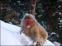 En quelle année est sorti le film "Un singe en hiver" ?