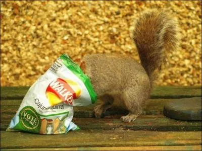 Dans quel pays les chips ont-elles été inventées ?