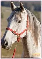 Comment s'appellent leurs chevaux ?