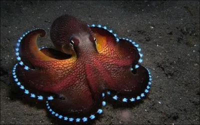 Médication active contre les champignons ou levures parasites de l'être humain !