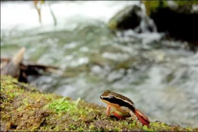 Scarabée destructeur de vigne !