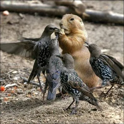 Les grenouilles et crapauds en font partie !