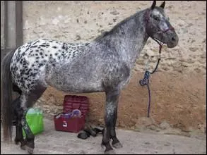 Quelle est cette robe ?