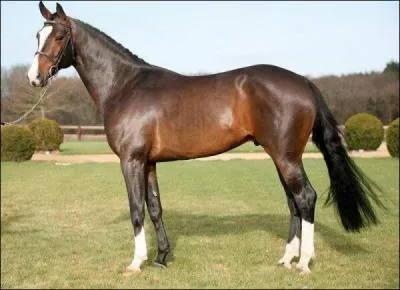 Bonus. Est-ce un cheval, un double poney ou un petit poney ?