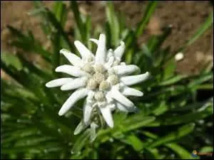 Mon ami m'a offert une étoile d'argent qu'il a cueillie au cours de sa randonnée. Cette plante est également surnommée "immortelle des neiges". De quel plante s'agit-il ?