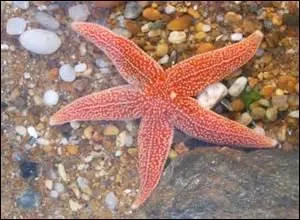 Qu'est-ce qu'une étoile de mer ?