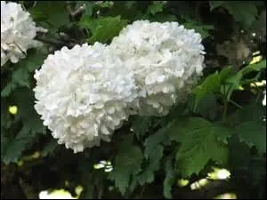 Il existe un arbuste produisant des boules de neige. Fleurit-il en hiver ?