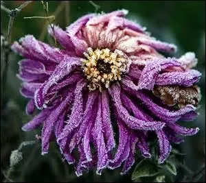 Les dahlias ----- sous les premières ----- et offrent des inflorescences délicatement -----.