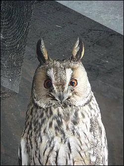 Qu'ont les hiboux sur leurs têtes que les chouettes n'ont pas ?