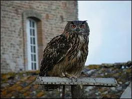 Comment appelle-t-on la peur des chouettes et des hiboux ?