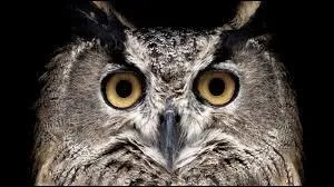 Si on en croit les Romains, qu'allait-il se passer pour les légionnaires tatoués d'un hibou dans le dos ou sur le bras ?