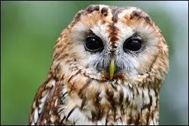 D'après la chanson pour enfants, qu'entend-on dans la forêt lointaine ?