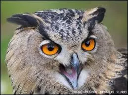 Complétez cette poésie de Robert Desnos : 
"Ce sont les mères des hiboux
Qui désiraient chercher les ..."