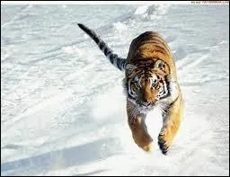 Et en combien d'&eacute;preuves ces sports sont-ils divis&eacute;s ?