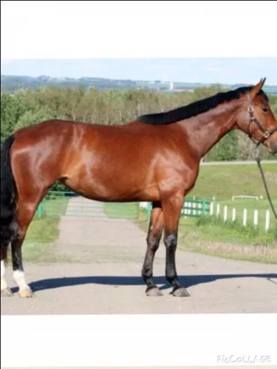 Quelle est la robe de ce cheval ?