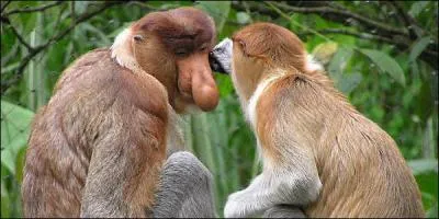 Vous avez fait l'andouille, une punition vous...