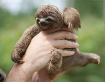 Allez, prends ton courage à deux mains, tu connais sûrement cet animal !