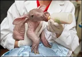 Selon nos critères de beauté, qu'il soit adulte ou bébé, nous ne le trouvons pas beau, mais tout comme nous il appartient à la nature, connais-tu son nom ?