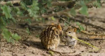Tout comme le kangourou, ce petit animal se déplace en sautillant sur deux pattes, qui est-il ?