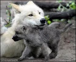 Du moment que tu ne t'appelles pas Naf-Naf, Nif-Nif ou Nouf-Nouf, tu n'as rien à craindre, quel petit animal est sur la photo ?