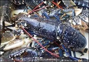 On dit qu'il en promenait un, en laisse au bout d'un ruban bleu.