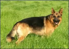 De quelle race s'agit-il ?