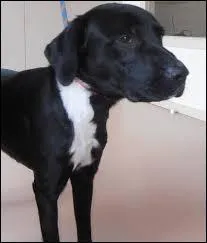 Quelle est la race du chien ?