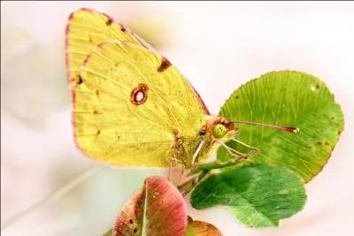 Relatif à la vision :