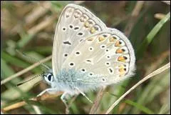 Avis émis sur un sujet :