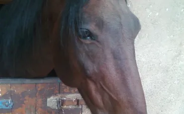 Quiz Galop 2