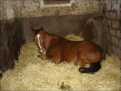 Quand mon cheval ne me voit pas ou est couché dans le box, je dois :