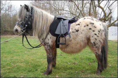 Sur quel équipement se trouve le pommeau ?