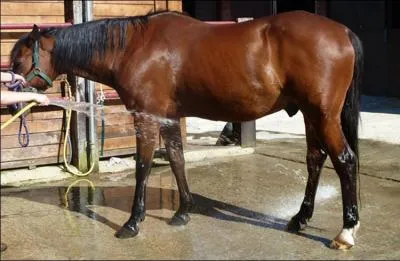 Après avoir douché un cheval, que fait-on ?