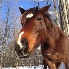 Passer derrière un cheval.