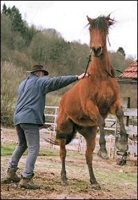 Quand mon cheval prend peur, dois-je aussi avoir peur ?
