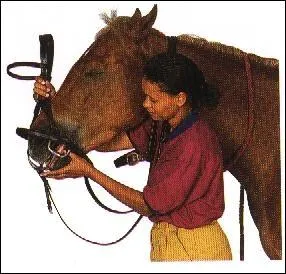 Si j'ai un doute au moment de seller mon cheval :