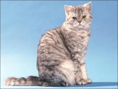 Quel nom n'est pas une race de chats ?