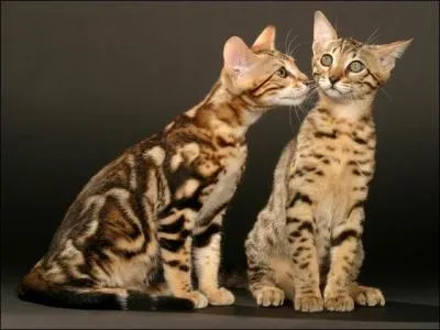 Quel chat ressemble à une panthère miniature ?