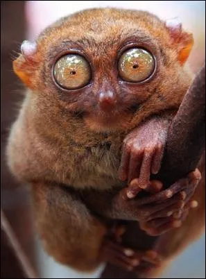 Le tarsier est un minuscule primate aux grands yeux ... qui brillent la nuit.