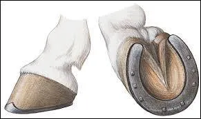 À quoi sert le fer à cheval ?