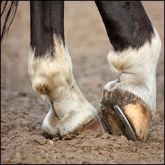 Comment appelle-t-on la jambe du cheval ?