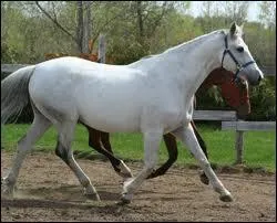 Quelle est la robe de ce cheval ?