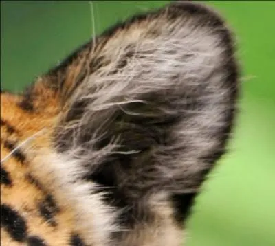 Il était vénéré chez les Mayas parce qu'il représentait les forces internes de la Terre.