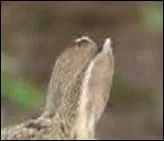 Il a tué un chasseur dans une chanson de Chantal Goya.