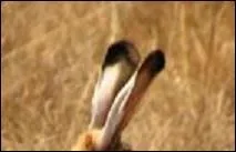 À la royale, c'est ainsi qu'il plaît dans l'assiette.